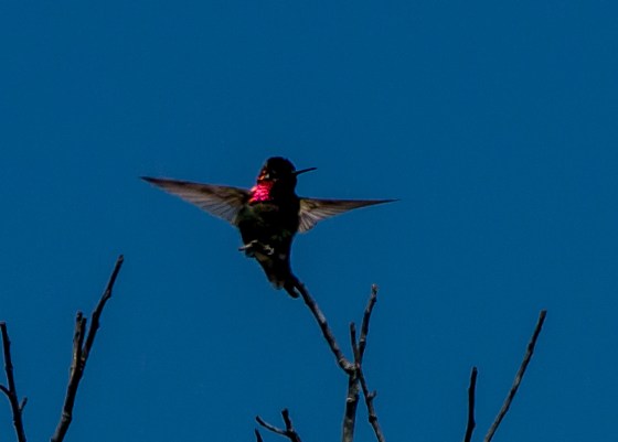 Brilliant performance