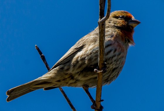 purple finch