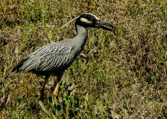 Yellow crowned night heron