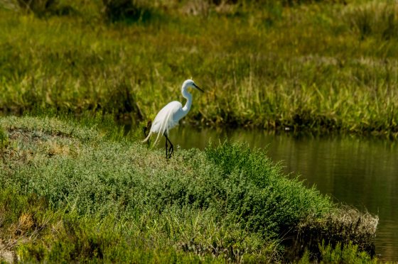 A snowy egret was fishing..