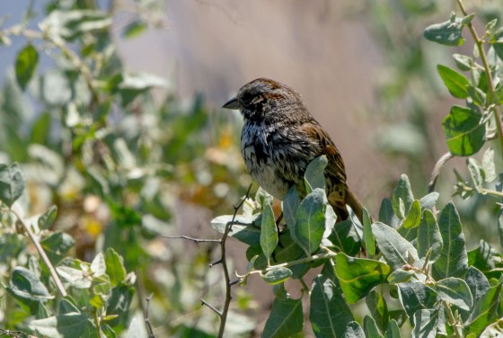 ? Beldings Savannah Sparrow