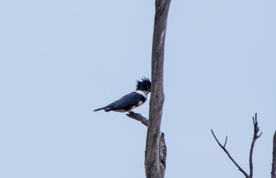 Belted Kingfisher