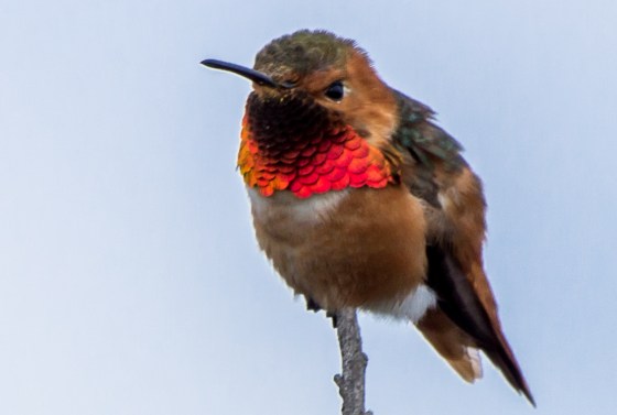 And as in the Tijuana Estuary, when the sun caught his throat, there was an explosion of colour