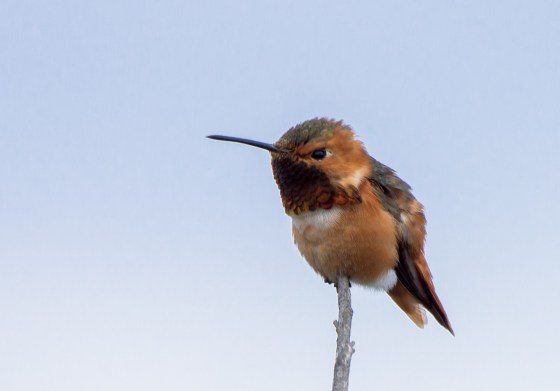 Anna's Hummingbird was easily seen perched on a bare branch...
