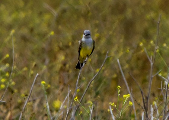 A Western Kingbird