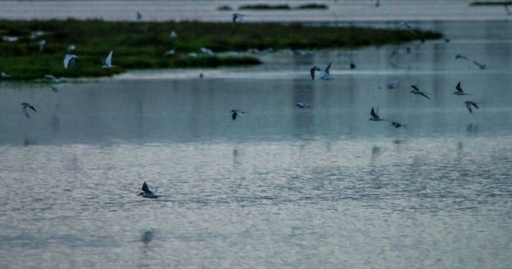 There was incessant activity in the air with the terns shrieking noisily as they winged across the water