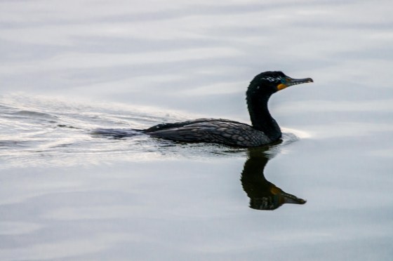 double crested cormorant