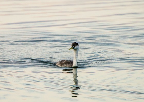a regal Western Grebe