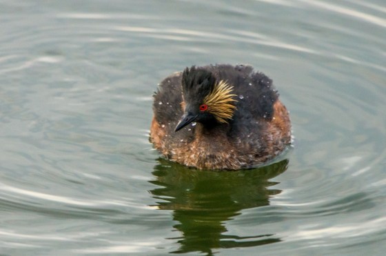 And dived frequently