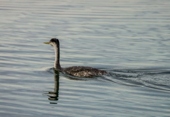 with characteristic dark back of the neck