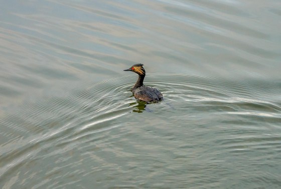 Can anyone help me ID this beauty?