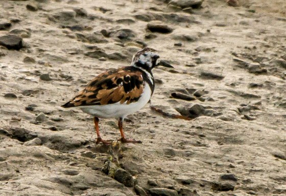 The beautifully coloured Ruddy Turnstone