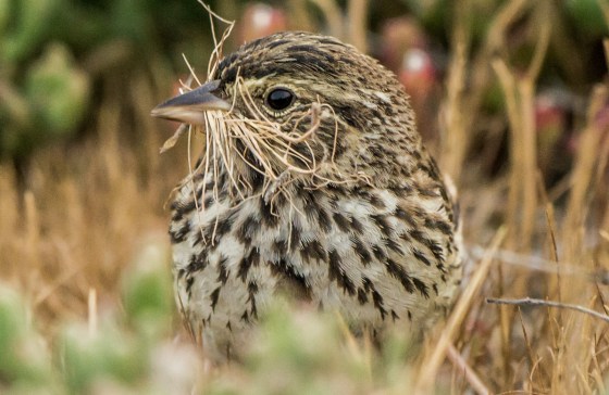 Was busily gathering grass for his nest...