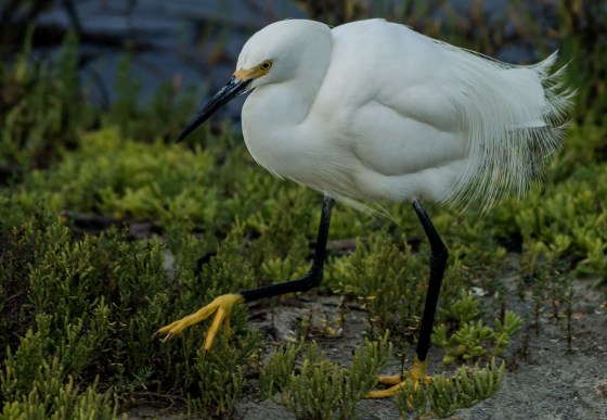 snowy egret