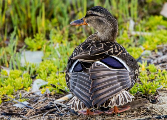 female mallard