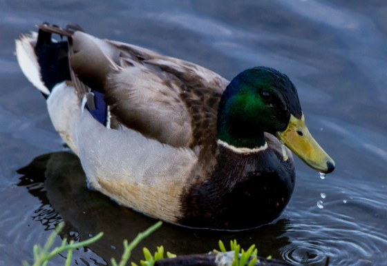 male mallard