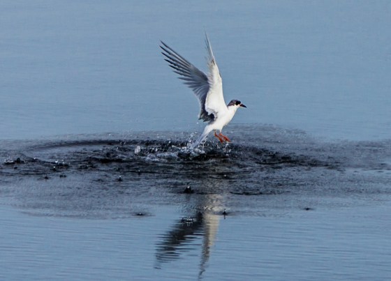 and then breaking free of the water...