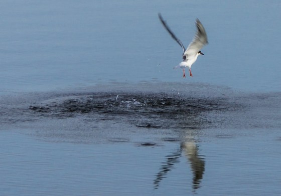 and flying off...only to repeat the whole process again