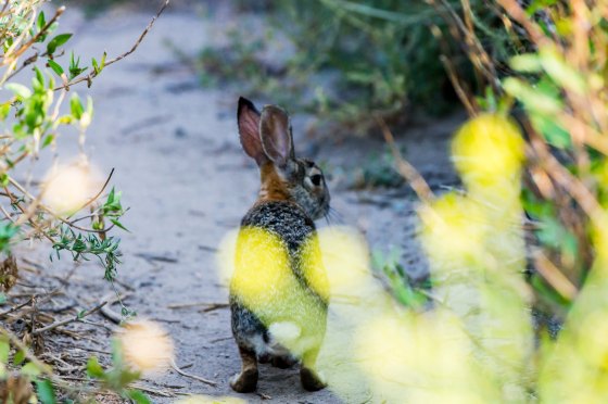 rabbits were everywhere...