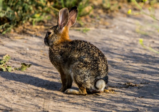 and you can see why they are called cottontail rabbits...