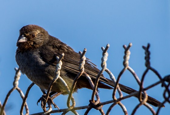 Unidentified blackbird to end with