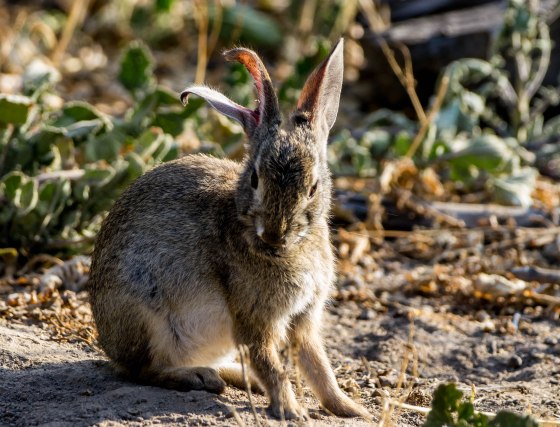 I thought this little fellow had three ears!