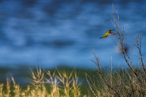 with the light on his back, he was just magnificent!