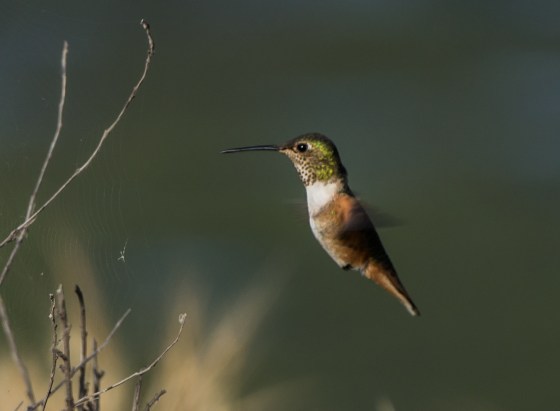 Light on his front...