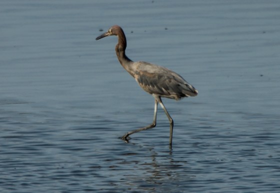 Reddish Egret