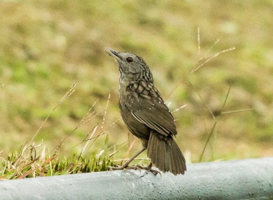 Streaked Wren Babbler
