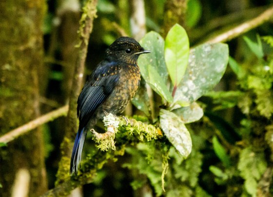 Juvenile Large Niltava with specking on the breast