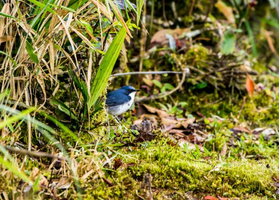 And this male siberian male robin peeked shyly out
