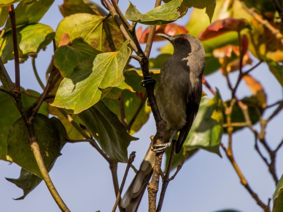 the long tailed sibia is common in malaysian montane regions