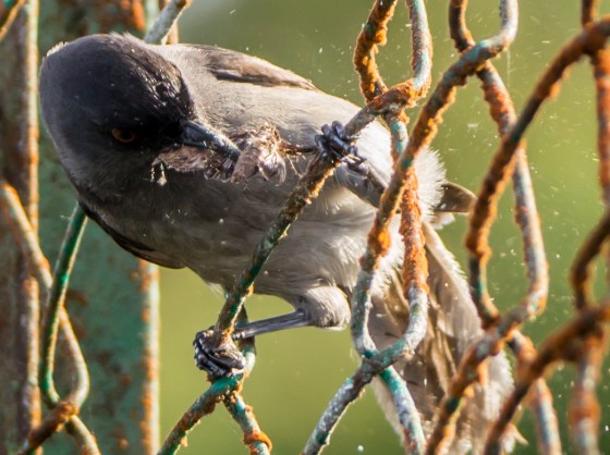 Sibia grabbing a moth...