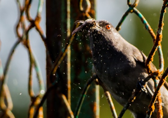 Shaking   the moth in a cloud of powder