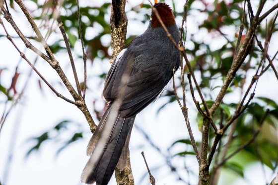 the chestnut capped LT also appeared: grey body and red beak distinguishes from chestnut crowned LT