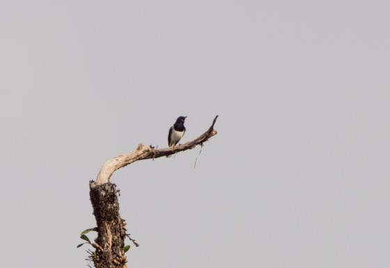 and just as we left, a few oriental magpie robins appeared