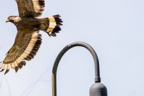 and majestically taking off