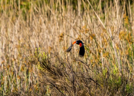 and then I saw this black bullet with orangey red wing flashes zip by...