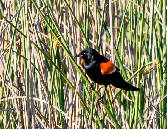 A local identified it for us as a bicoloured blackbird