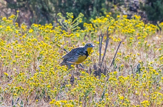 and this unidentified beauty popped up