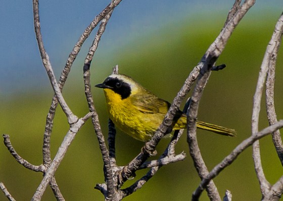 the first bird we saw was this yellow beauty, ID unknown....flitting actively in the bushes..
