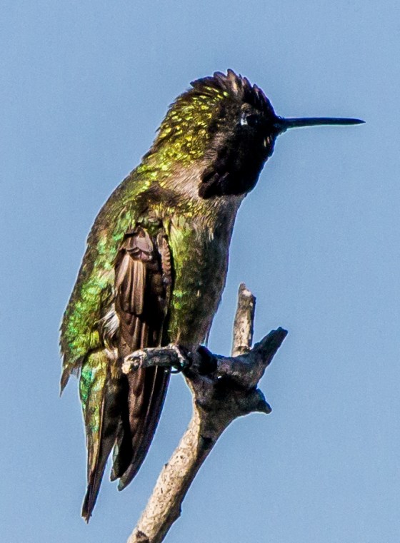 One moment black throated...