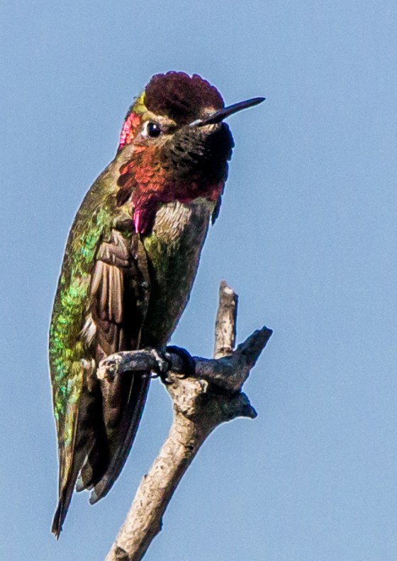 the next gleaming red...