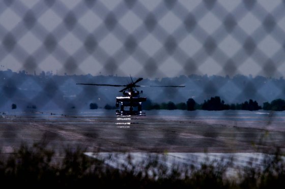 birds of another kinds flew constantly 