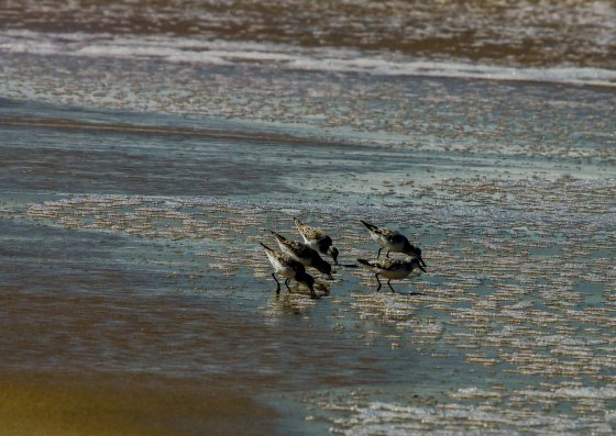 Sanderlings on the sand..