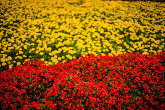 Gorgeous spring colours