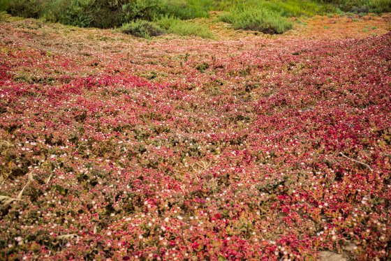 the red colours of the vegetation were fascinating