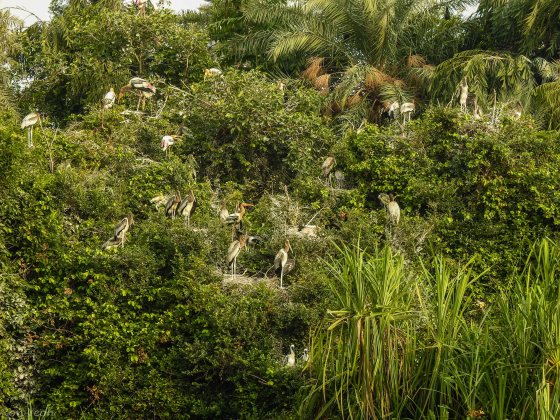 Greenery dotted with birds...