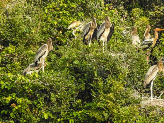 which zooming in showed painted storks as the main christmas decorations!